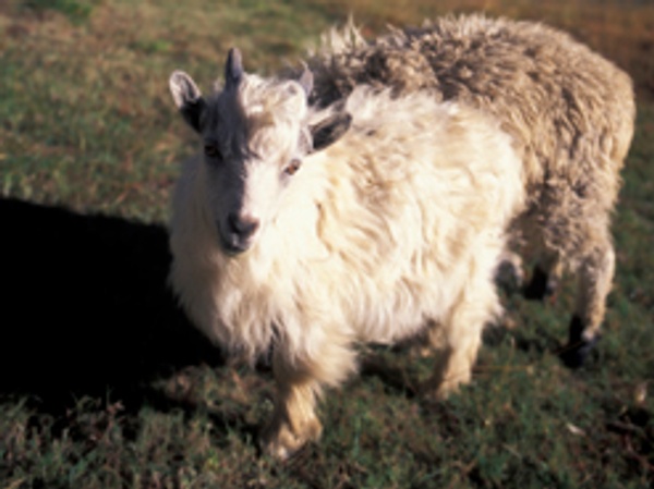 Kaschmirziege – Edelste Wolle