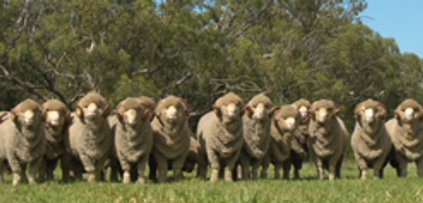 Merino Schafe – Premium Schurwolle